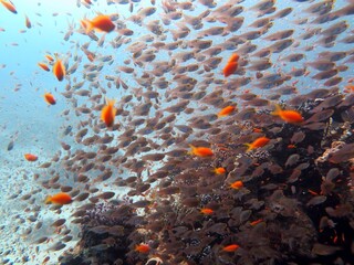 Fototapeta na wymiar red sea fish and coral reef of canyon dive spot in dahab, red sea, Egypt