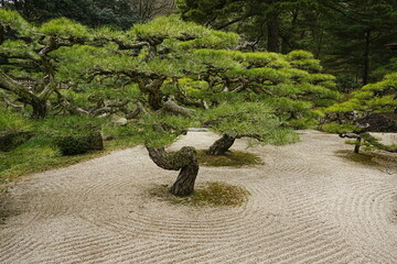 Pine Tree of Japanese Garden at Ritsurin Garden Park in Takamatsu, Kagawa, Japan - 日本 香川...