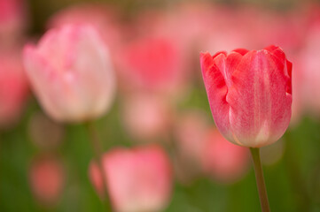 ピンクのチューリップのアップ
