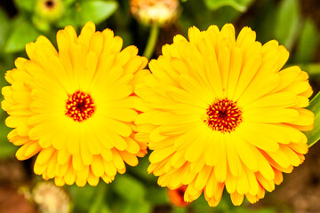 黄色の花2輪アップ