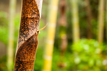 成長する竹の姿