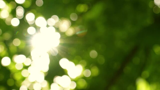 Natural green bokeh stock video background. Defocused green summer or spring foliage of old trees isolated on sunny morning clear sky background with bright sparkling sunshine making sun star effect