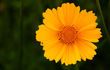 オレンジのマーガレットのアップ