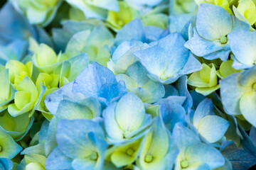 満開のあじさい