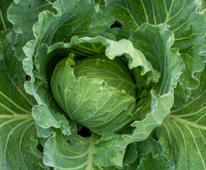 巻き始めのキャベツ