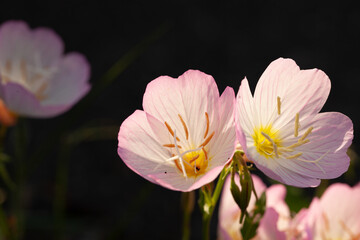 ピンクの花　つゆ草の花