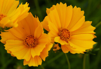 オレンジの花2輪
