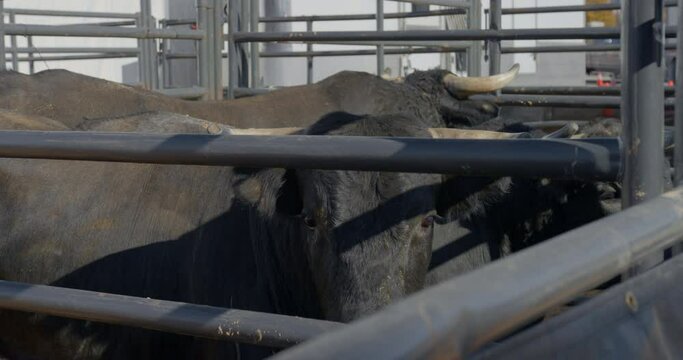 Rank black bulls behind metal chute bars in Dallas, Texas.
