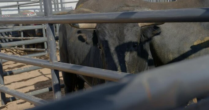 Rank black bull moves curiously toward the camera in a metal chute in Dallas, Texas.