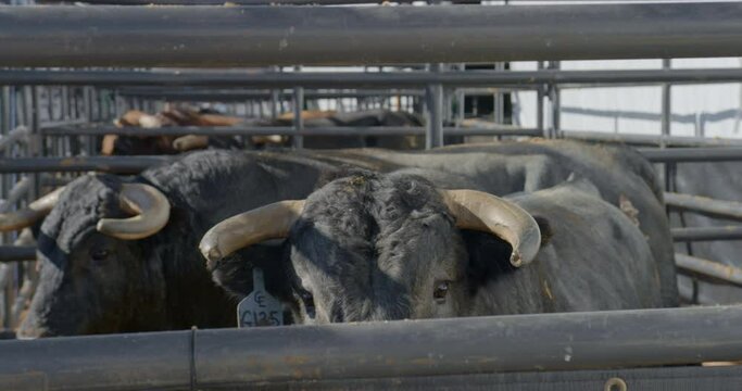 A rank bull with wide eyes walks towards the camera in a metal chute in Dallas, Texas.