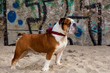 Red English British bulldog on a walk