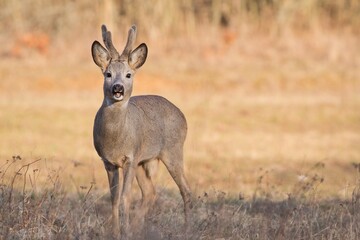 Roe buck (Capreolus capreolus) with velvet antlers in a warm-colored setting, his mouth open as he is standing in the field