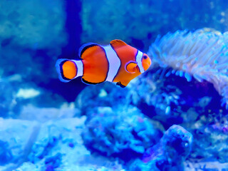 水の中にいる1匹のカクレクマノミ