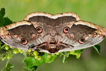 The giant peacock moth or great peacock moth, giant emperor moth or Viennese emperor (Saturnia pyri) with big owl-like eyespots on all four wings