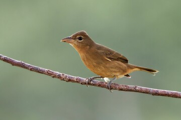 Summer tanager bird on a branch against blur background