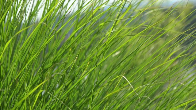 Grashalme im Wind