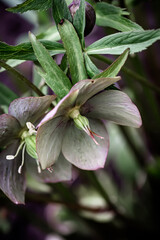Fototapeta premium Helleborus close-up. Unusual color green hellebore in the flower bed after rain close-up