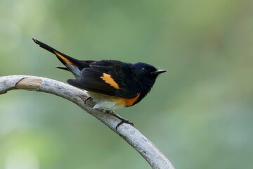 Closeup of a American Redstart  perching on a wooden stick