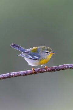 Vertical shot of Northern Parula bird on a branch against blur background