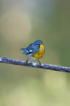 Vertical closeup of a Northern Parula perching on a wooden stick
