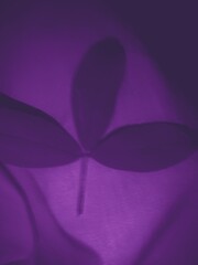 This picture is about the planty and i edit very beautiful 
