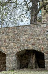 Tree is integrated into a wall in the old town of Magdeburg, Saxony-Anhalt, Germany