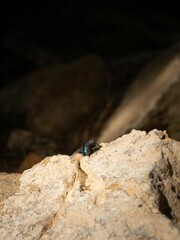 Vertical shot of a fly on a rock