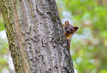 Curious  European pine marten (Martes martes) peeking from behind the oak tree trunk
