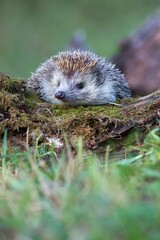 Cute northern white-breasted hedgehog (Erinaceus roumanicus) trying to climb over an old...