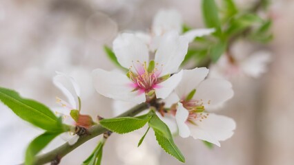 Closeup of white blossoms on a tree