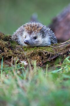 Cute northern white-breasted hedgehog (Erinaceus roumanicus) trying to climb over an old moss-covered piece of log