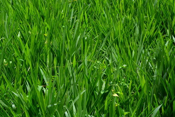 Close up of plants, flowers, leaves. Flat lay photography