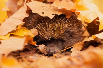 Detailed image of northern white-breasted hedgehog (Erinaceus roumanicus) ploughing the forest floor covered with amazingly colored leaves. © Vladis