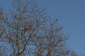tree branches against sky