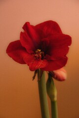 Vertical shot of a red amaryllis flower agaisnt an orange background