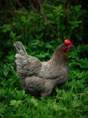 Vertical shot of a gray hen on a grassy landscape
