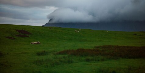 Sheep on a grassy pasture under a cloudy sky in Uttakleiv, Lofoten, Norway