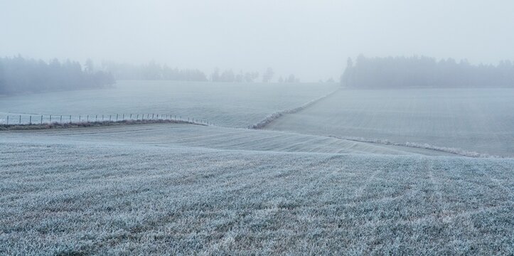 Hazy landscape with frost covered grasses on a field in winter