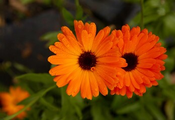 Soft focus of pot marigold flowers blooming at a garden