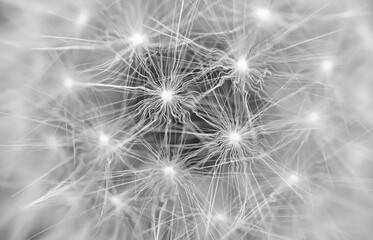 Fototapeta premium Dandelion close-up monochrome image