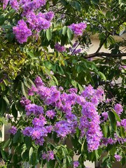 Purple flower blooming in Thailand’s summer.
