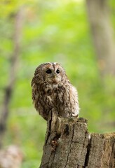 Tawny owl (Strix aluco) perched on top of broken tree trunk in the middle of the forest carefully observing its surroundings.