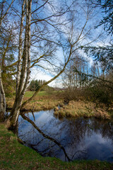 In spring at the Bad Wurzacher Ried, a swabian nature reserve