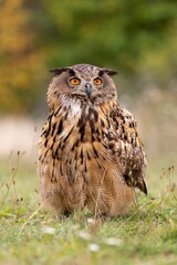 Beautiful portrait of the Eurasian eagle-owl (Bubo bubo) sitting in the grass on a cold autumn morning with autumn leaves in the background
