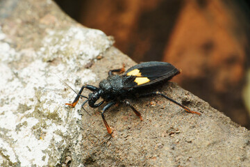 Yellow spoted stink bug, Erthesina fullo, Satara, Maharashtra, India