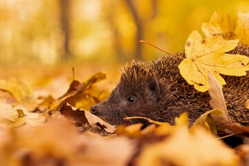 Northern white-breasted hedgehog (Erinaceus roumanicus) rummaging through beautifully colored autumn leaves on a warm October day. © Vladis