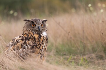 Eurasian eagle-owl (Bubo bubo) sitting in the grass on a cold autumn morning
