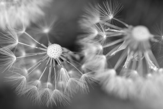 dandelion seed heads close-up, monochrome image