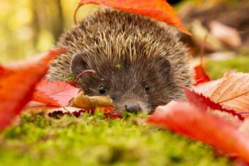 Northern white-breasted hedgehog (Erinaceus roumanicus) taking a stroll across mossy forest floor covered with beautifully colored autumn leaves. © Vladis