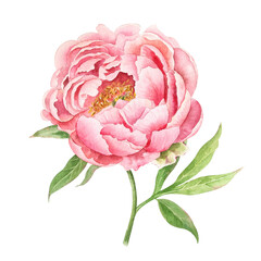 Watercolor single gentle peach peony isolated. Pink garden flower in realistic botanical style for artwork, postcards and invitations